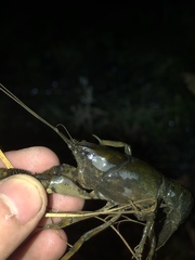 Lacunicambarus thomai