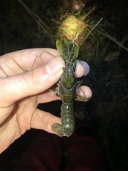 Lacunicambarus thomai