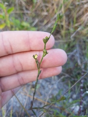 Linum medium texanum