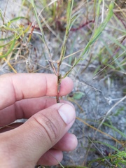 Linum medium texanum