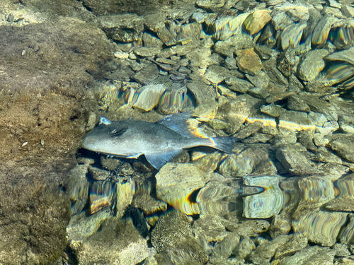 Balistes capriscus