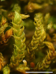 Claopodium whippleanum