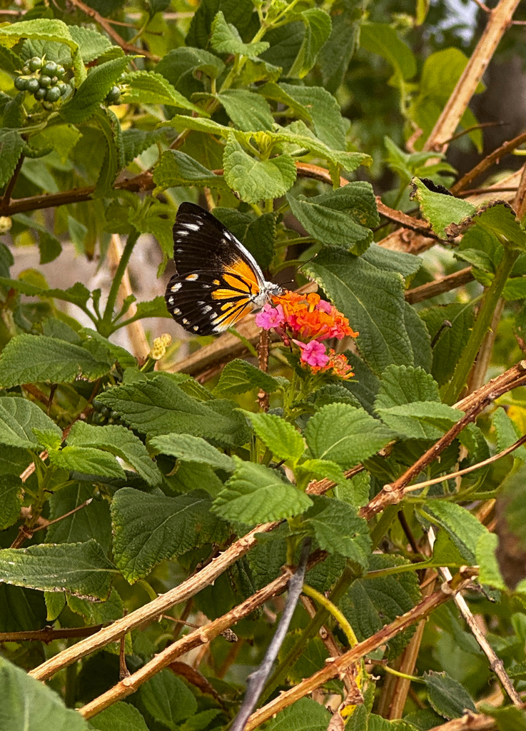 Caper White (Belenois java)