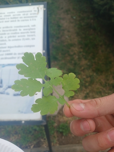Greater celandine