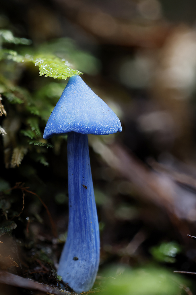 Entoloma hochstetteri · April 2026 · photo: © mstirling (iNaturalist, cc-by)