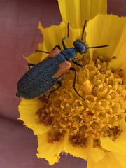 Eupompha elegans