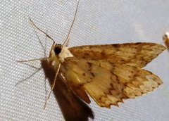 Luxiaria subrasata
