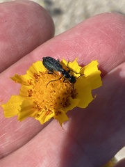 Eupompha elegans