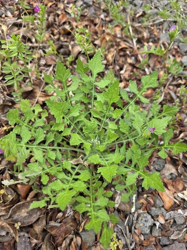 Saussurea lyrata, photograph 3