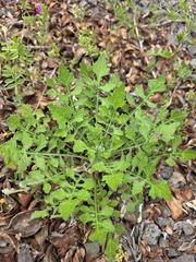 Merlla McLaughlin, CC BY, iNaturalist via GBIF Saussurea lyrata, photograph Merlla McLaughlin, CC BY, iNaturalist via GBIF