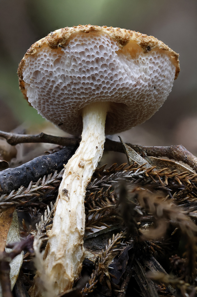 Austroboletus novae-zelandiae · April 2026 · photo: © mstirling (iNaturalist, cc-by)