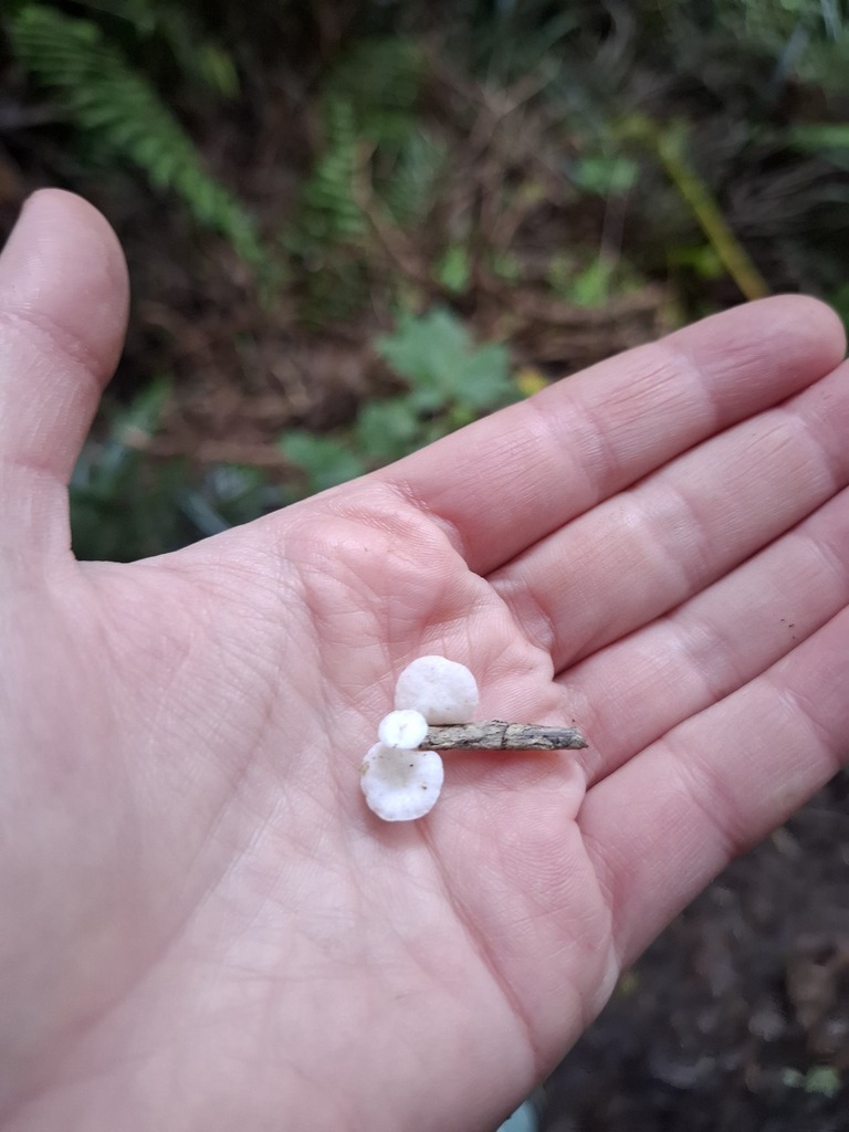 Marasmiellomycena albodescendens · April 2026 · photo: © armillariabianca (iNaturalist, cc0)