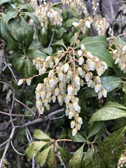 Pieris japonica