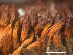 Bryoerythrophyllum columbianum