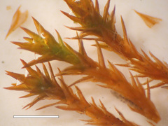 Bryoerythrophyllum columbianum