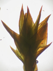 Bryoerythrophyllum columbianum