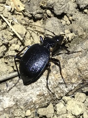 Scaphinotus interruptus