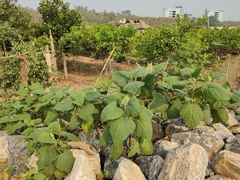 Clerodendrum chinense