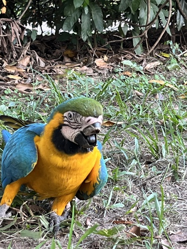 Blue-and-yellow Macaw