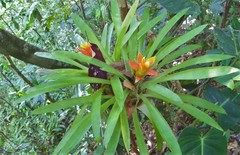Guzmania lingulata