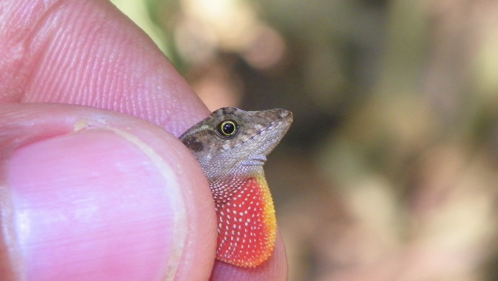 Nicaraguan Humble Anole