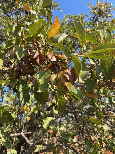 red bushwillow