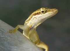 Anolis unilobatus
