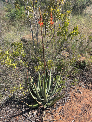 Dr Pienaar's Aloe