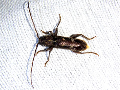 Phacodes