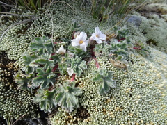 Geranium sessiliflorum
