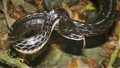 Chironius grandisquamis