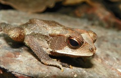 Incilius leucomyos