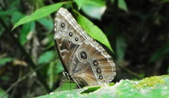 Morpho helenor montezuma