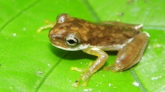 Ptychohyla hypomykter