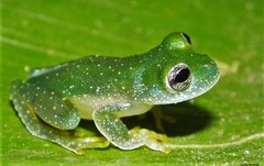 Teratohyla pulverata