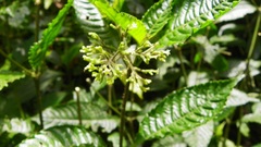 Palicourea cyanococca
