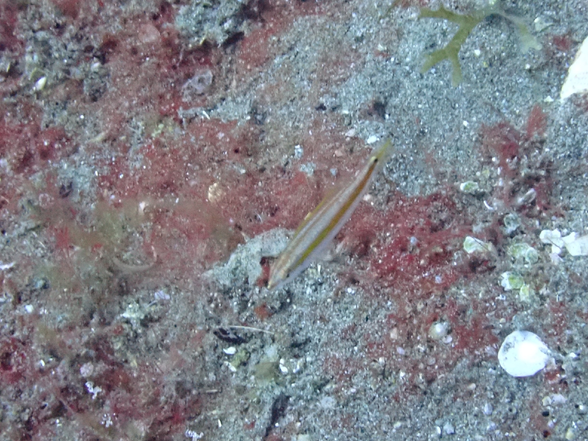 哈氏海豬魚(蠔魚) Halichoeres hartzfeldii