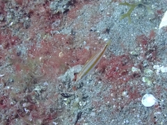 キスジキュウセン