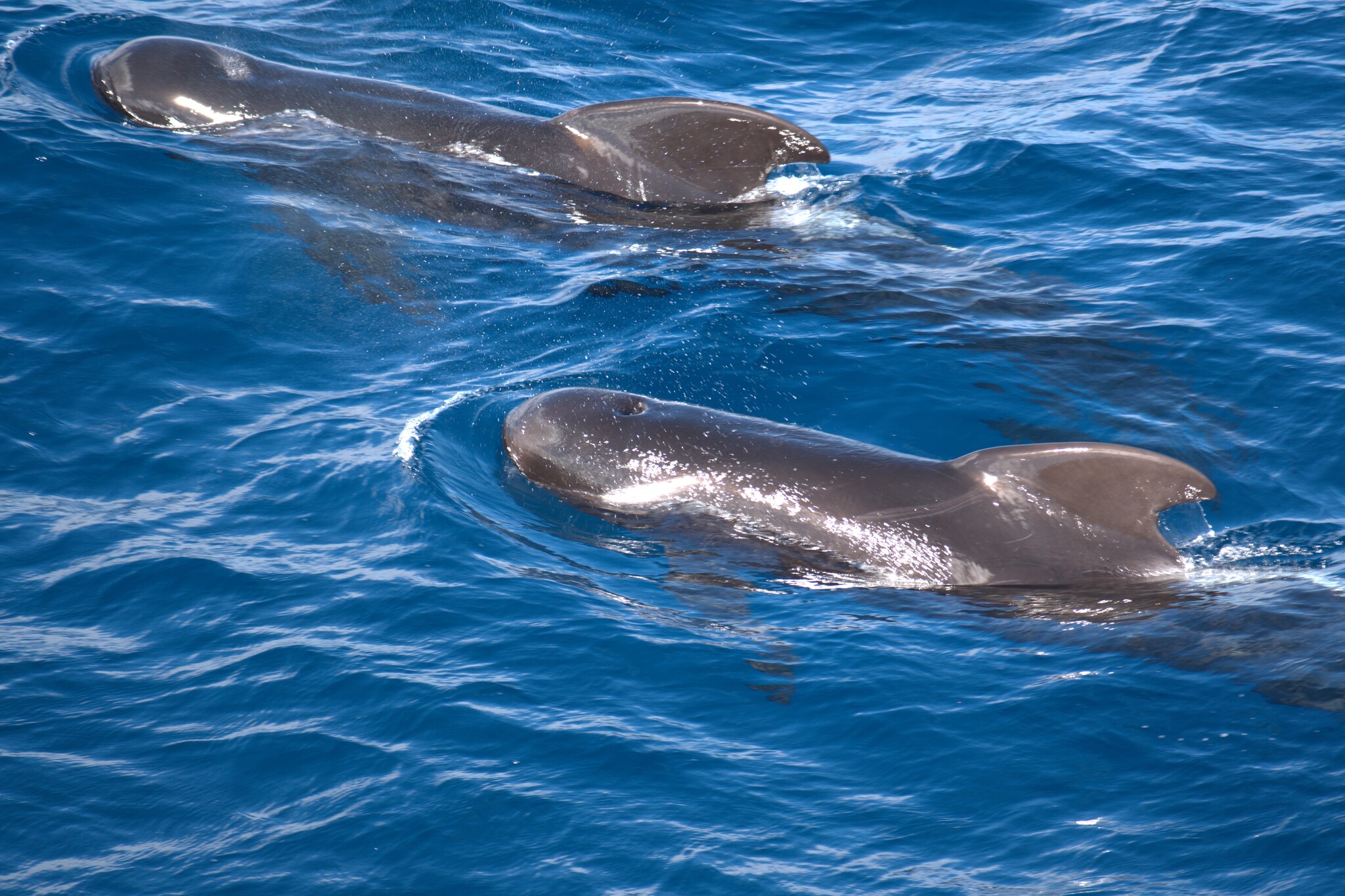 Globicephala melas