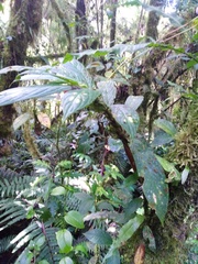 Columnea dimidiata