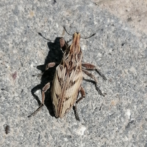 Coniocleonus nigrosuturatus