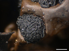 Lasallia caroliniana