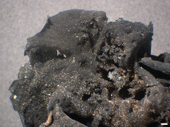 Lasallia caroliniana