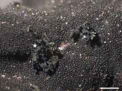 Lasallia caroliniana