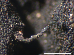 Lasallia caroliniana