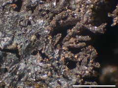 Lasallia caroliniana