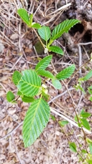 Alnus sieboldiana