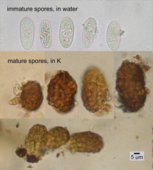 Lasallia caroliniana