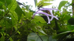 Poikilacanthus macranthus