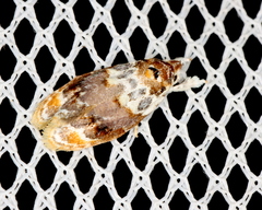 Piloprepes gelidella